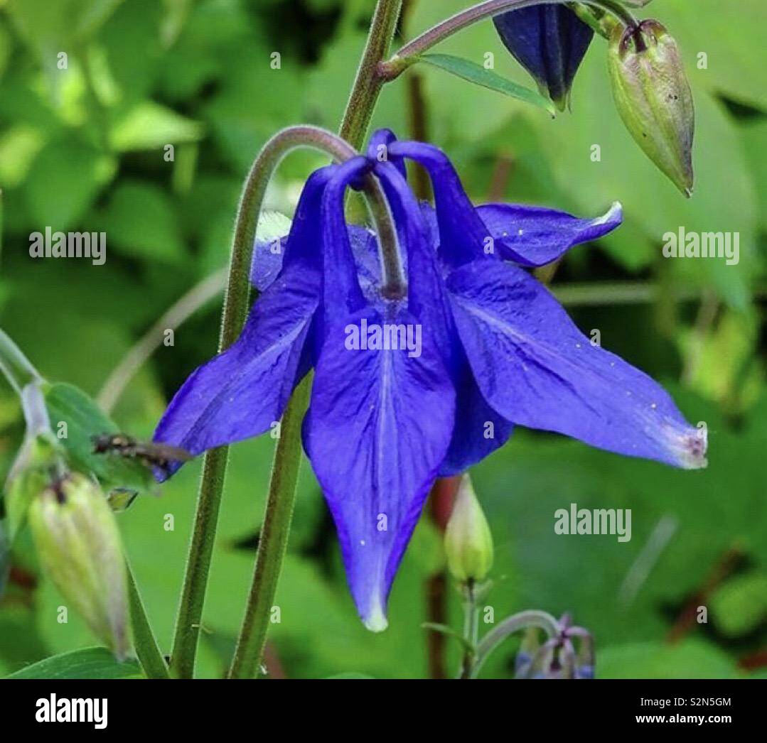 A pretty blue wild flower Stock Photo - Alamy
