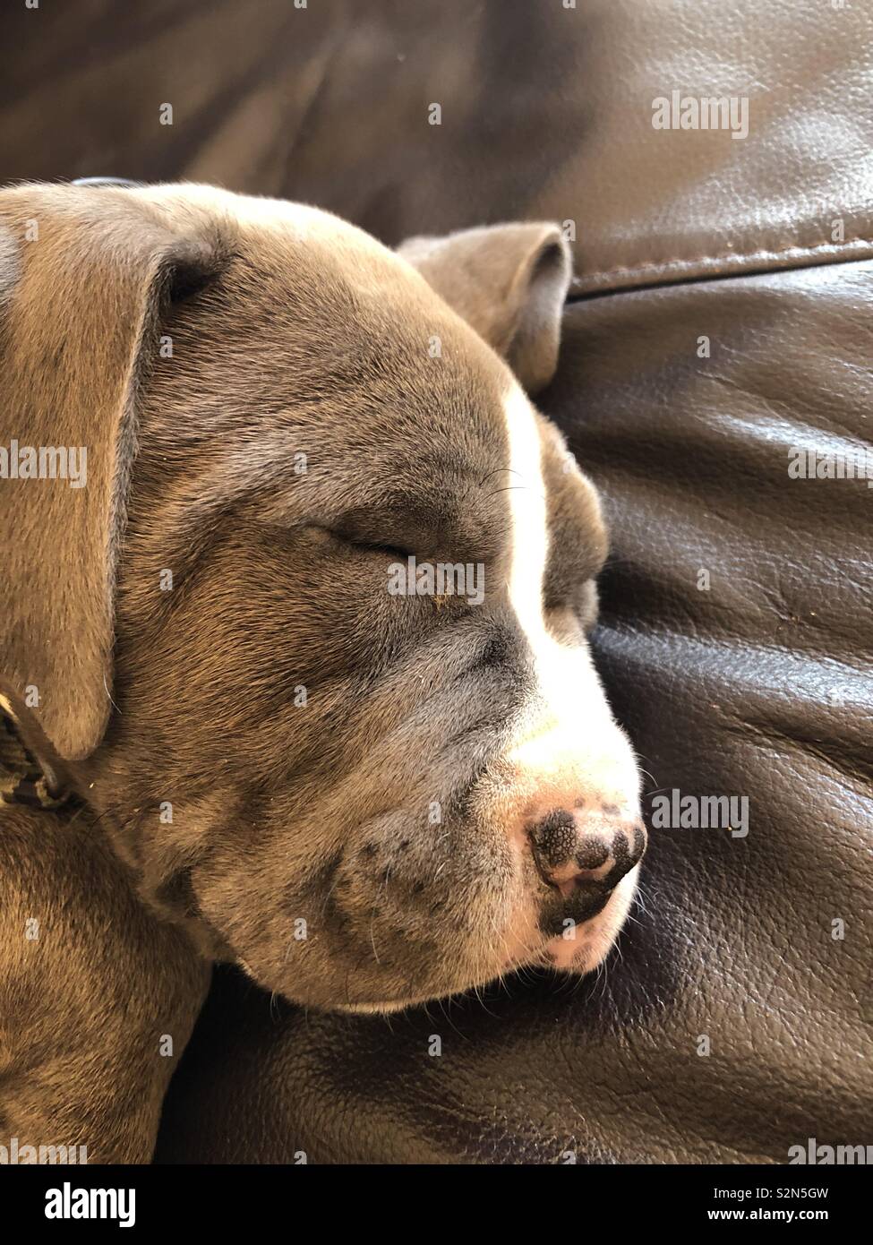 Puppy sleeping on leather sofa Stock Photo Alamy