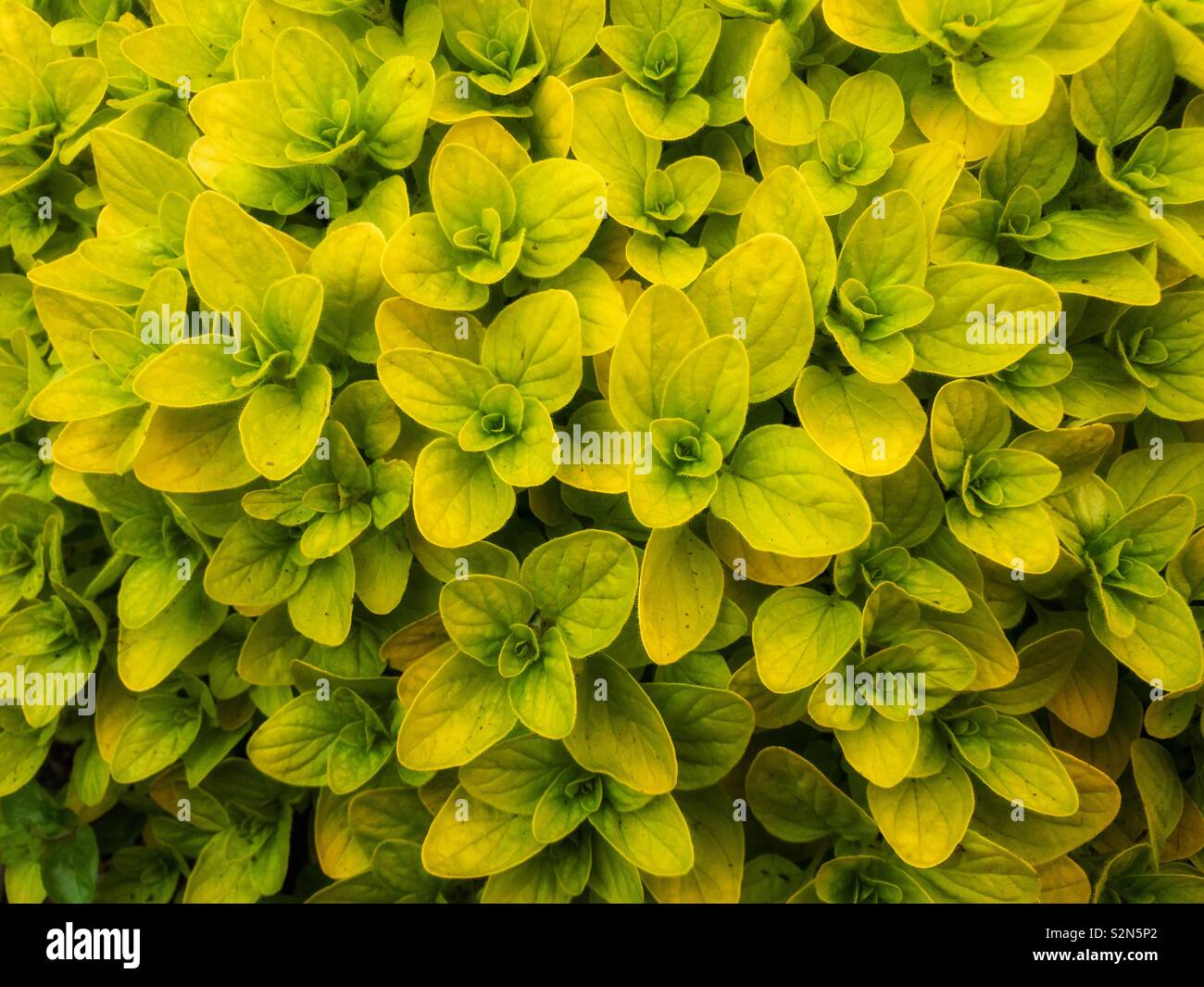 Marjoram aureum hires stock photography and images Alamy