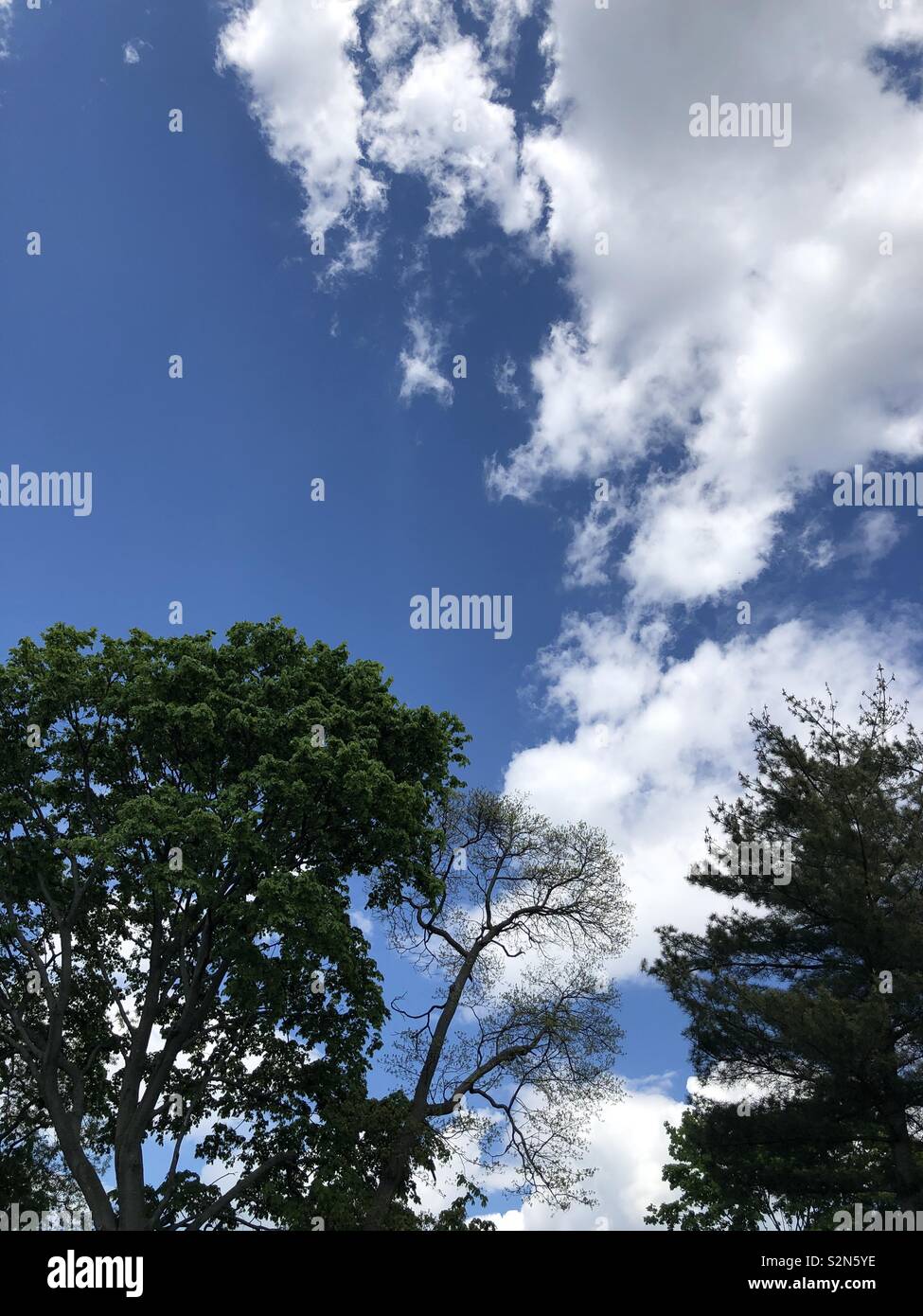 Puffy clouds in a perfect blue sky trees from below Stock Photo