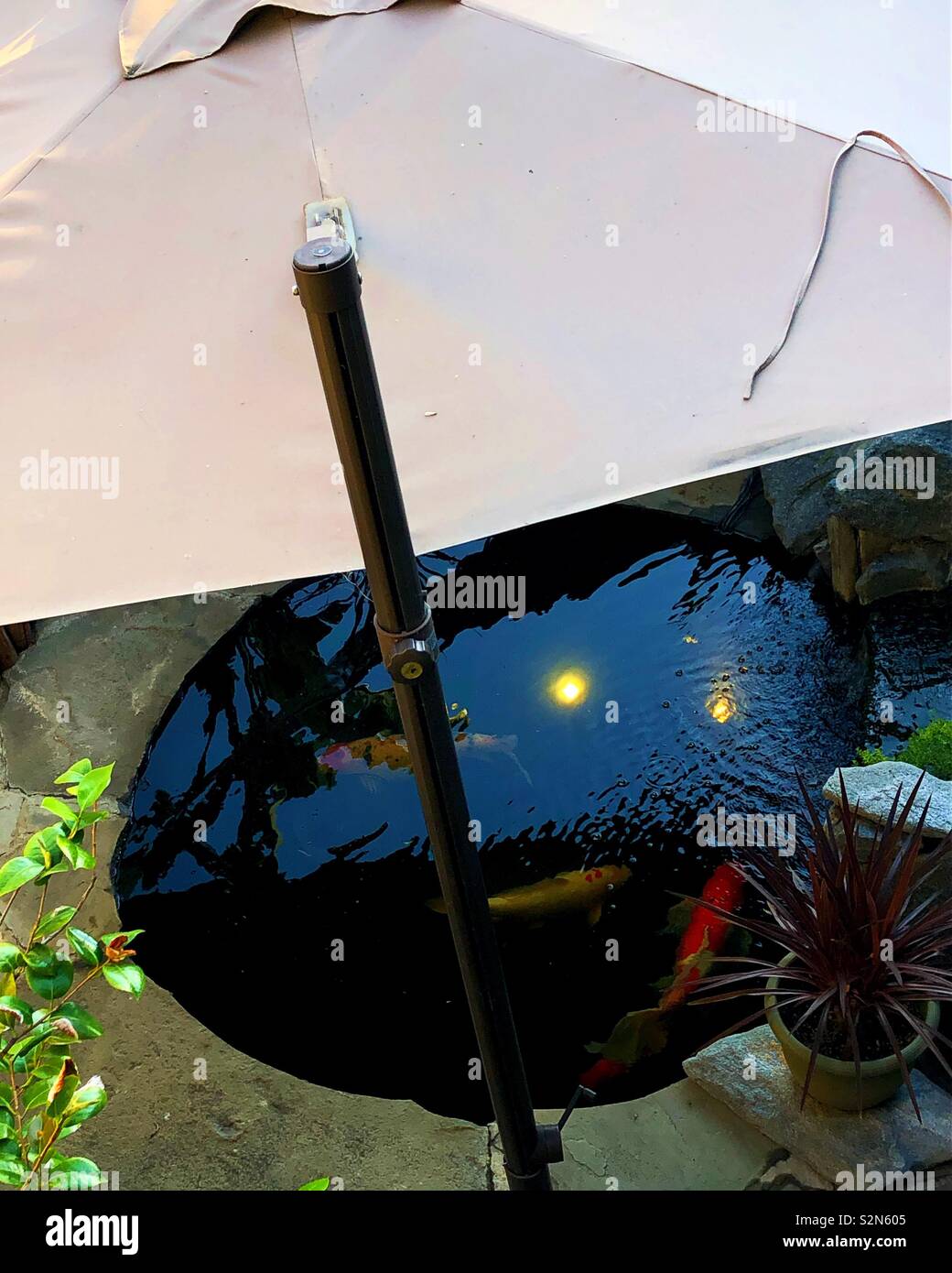 Koi swim in small pond under an umbrella Stock Photo Alamy