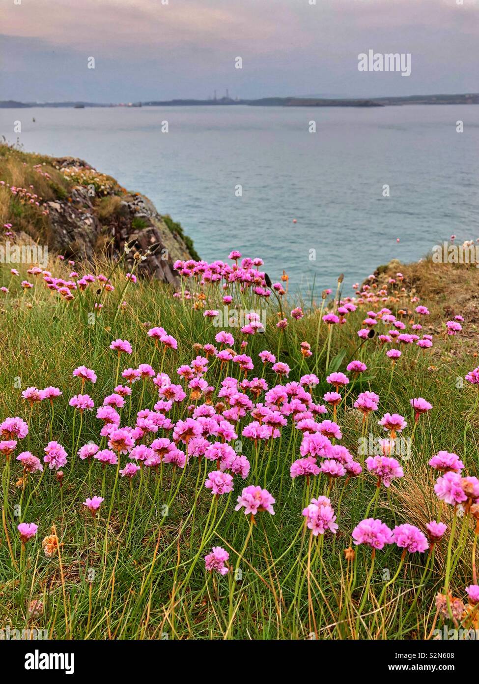 Sea pinks or Thrift (Armeria maritima) growing on cliffs at Dale, West Wales with Milford Haven oil refinery in the far distance. Stock Photo