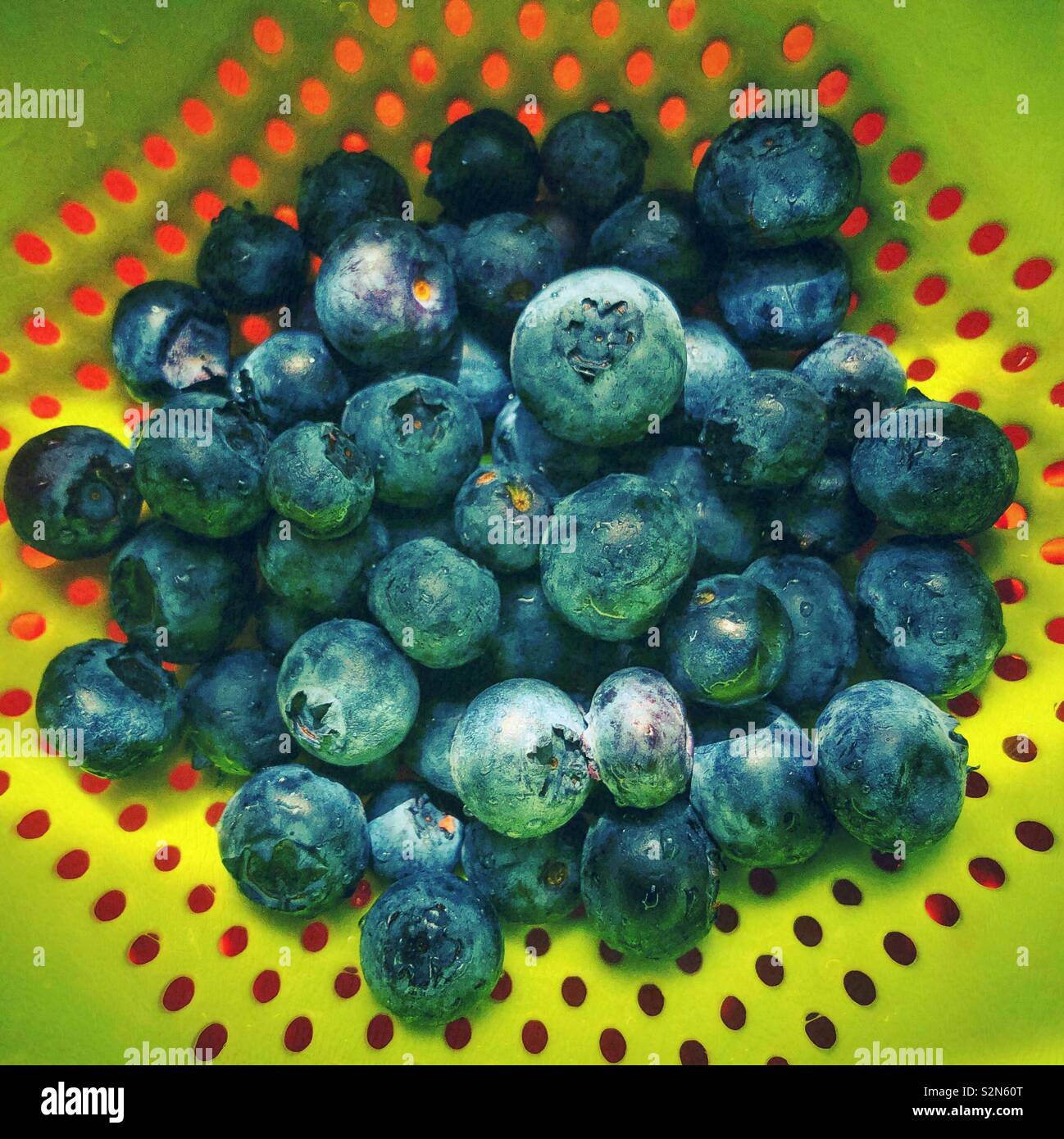 Closeup of freshly washed blueberries in a plastic green colander - Smartphone Captured Stock Image