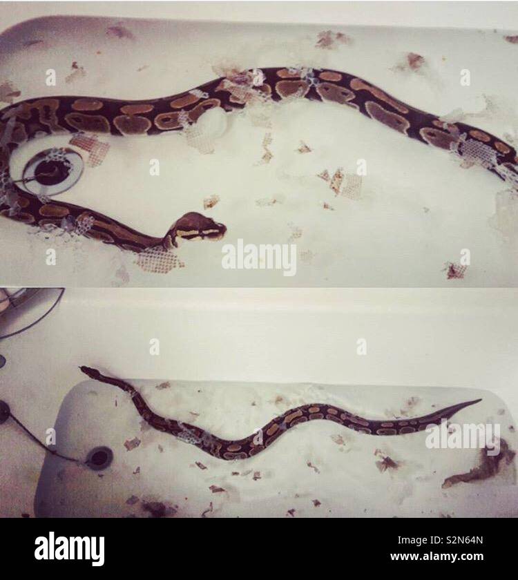 https://c8.alamy.com/comp/S2N64N/a-snake-takes-a-bath-shedding-her-skin-S2N64N.jpg