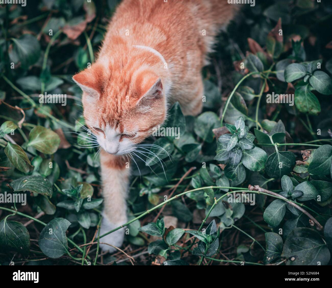 Orange hunting hires stock photography and images Alamy