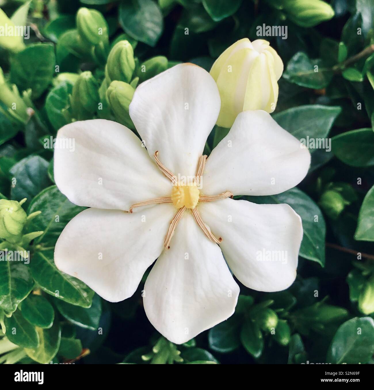 Close up of blooming gardenia and bud Stock Photo - Alamy