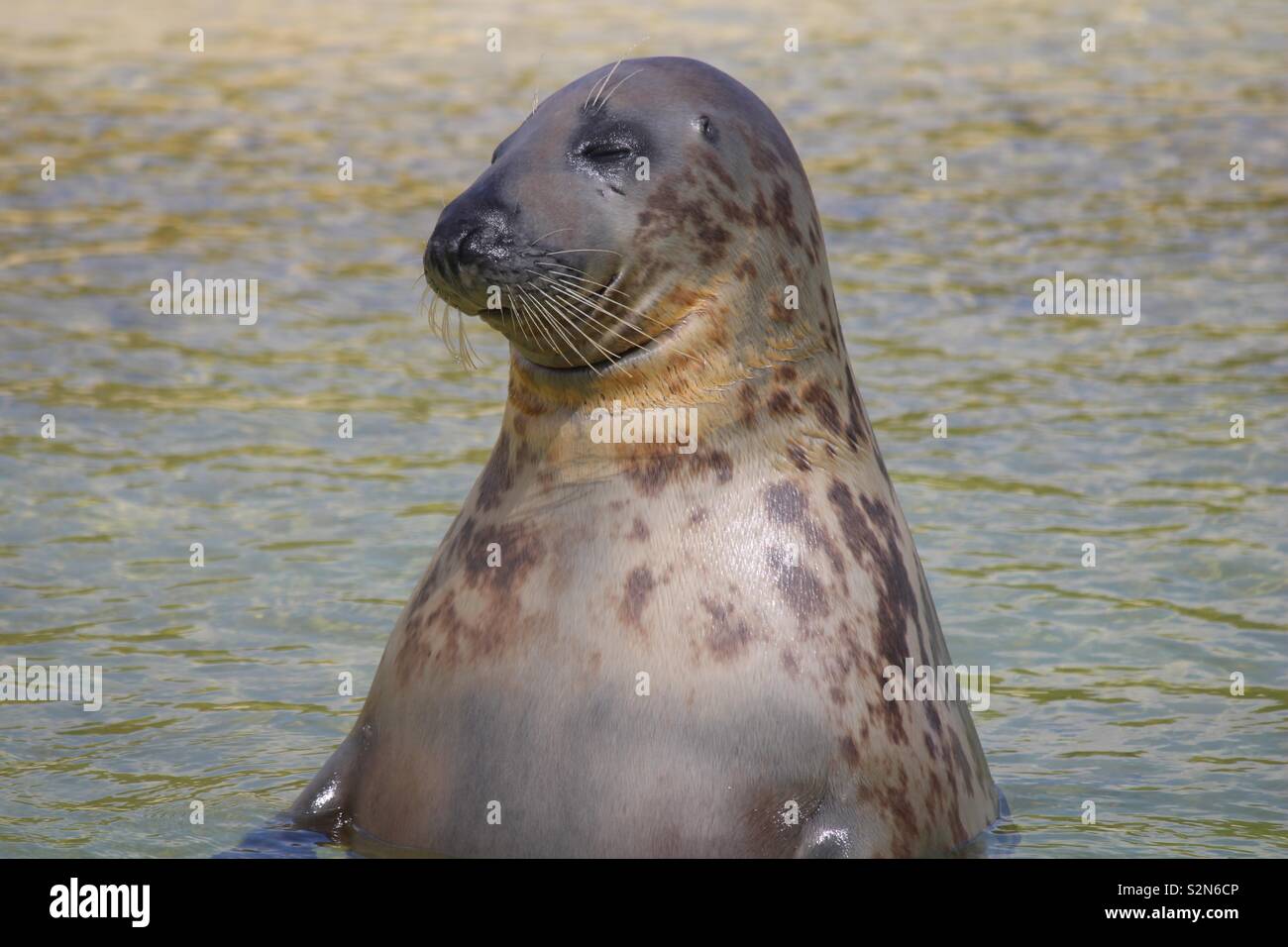 A gray seal waiting for feeding Stock Photo