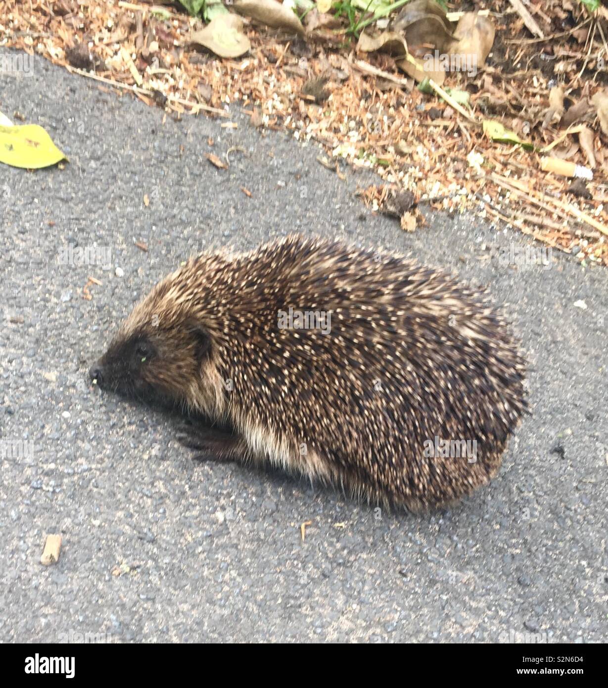 Daytime Hedgehog out and about Stock Photo Alamy