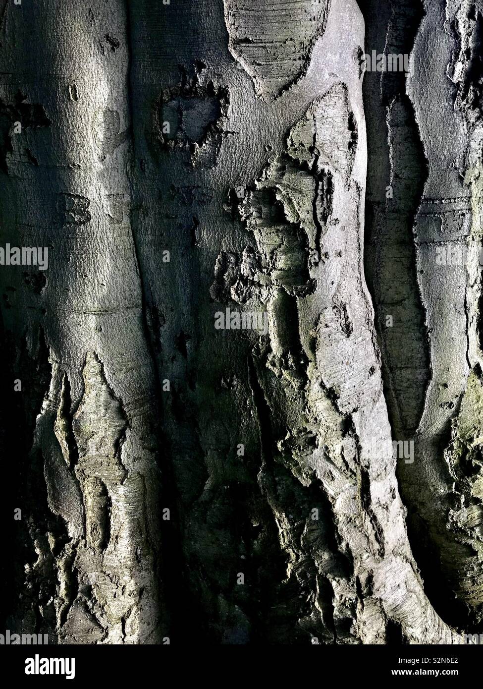 Close up of tree trunk in Phoenix Park Dublin Ireland. - Smartphone Captured Stock Image