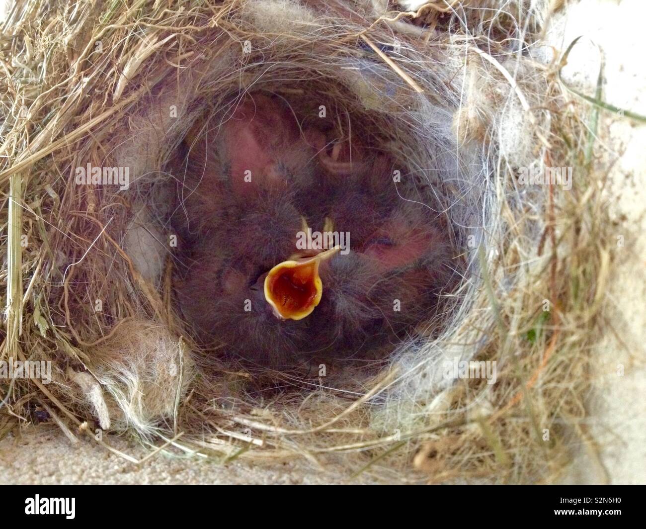 Pied Wagtail (Motacilla alba) Top view of nest with chicks - Smartphone Captured Stock Image