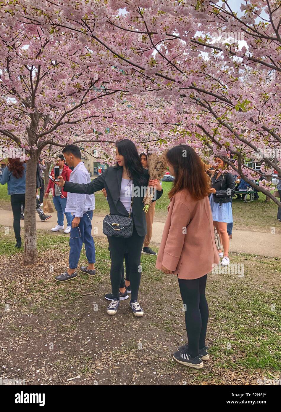 Taking selfies under the cherry blossoms. - Smartphone Captured Stock Image