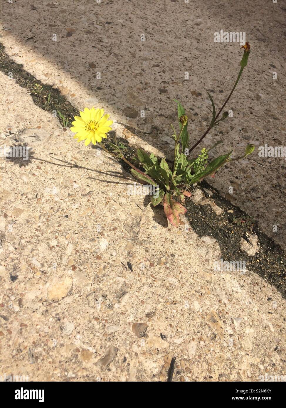 Growing in the crack of the pavement hires stock photography and