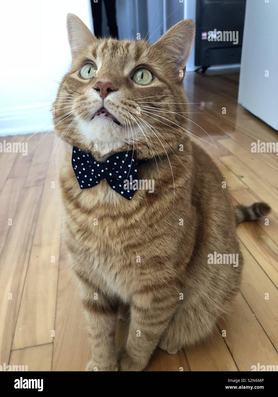 Orange cat wearing a white polka dot blue bow looking up on a 
