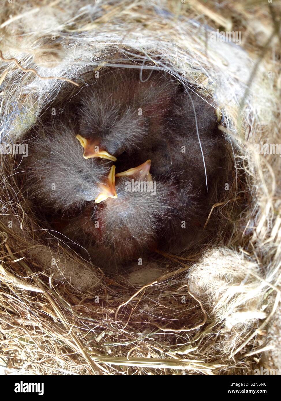 Pied Wagtail (Motacilla alba) Top view of nest with chicks - Smartphone Captured Stock Image