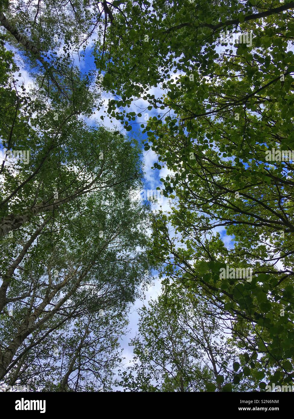 View of blue sky through tree canopy Stock Photo