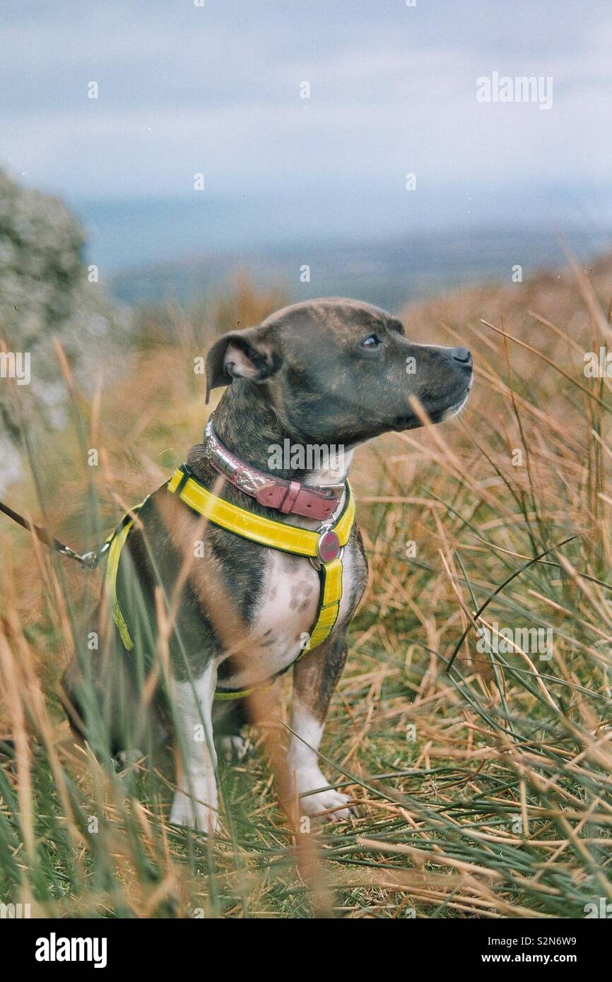Mabel the Staffordshire Bull Terrier, hiking the hills of the Isle of Man Stock Photo
