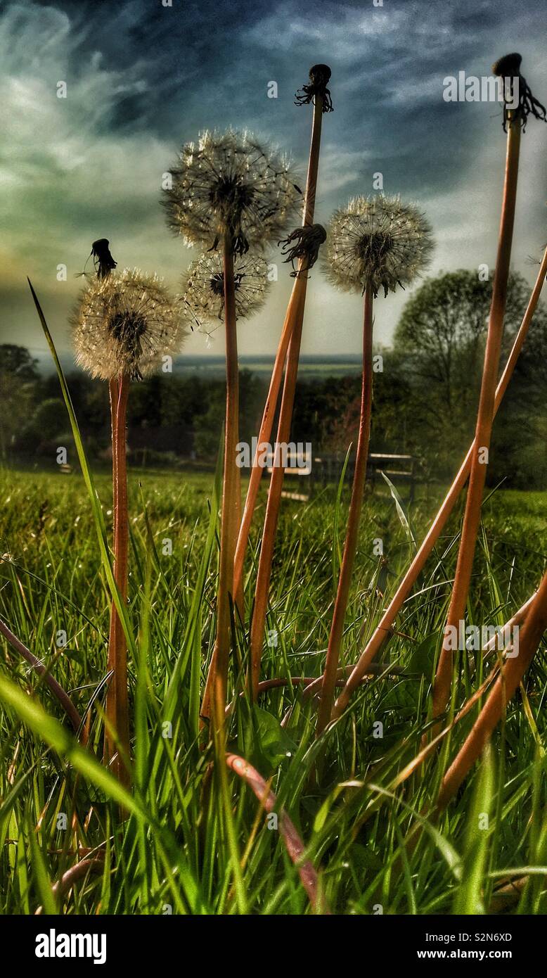 Dandelion clocks in the grass on a summer evening Stock Photo