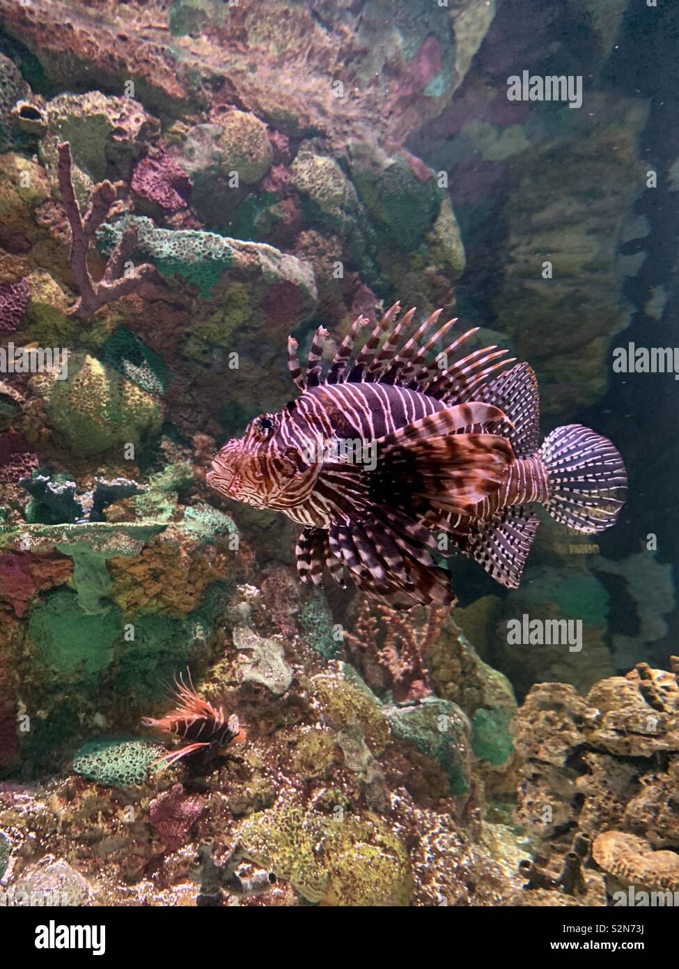 Aquatic marine life, lion fish with aquatic plants Stock Photo
