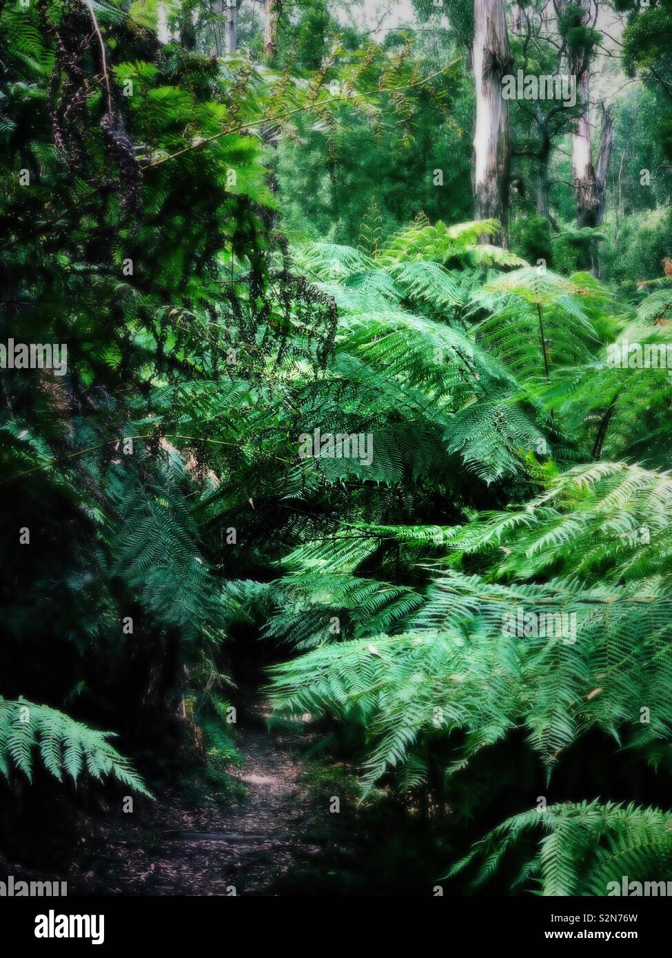 Forest trail with tall trees and forest ferns, Sassafras, Victoria, Australia Stock Photo