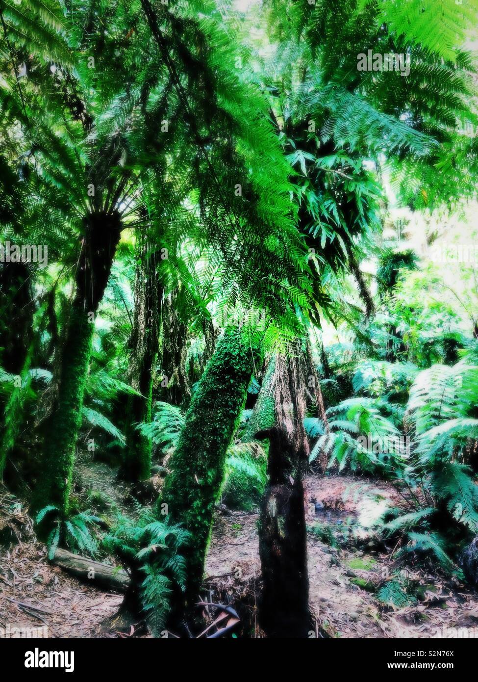 Forest Ferns, Sassafras, Victoria, Australia Stock Photo