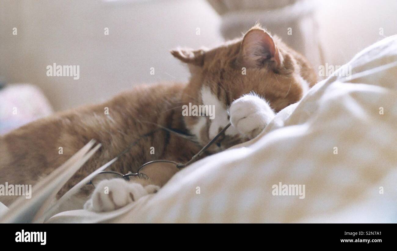 A ginger cat reads a book - Smartphone Captured Stock Image