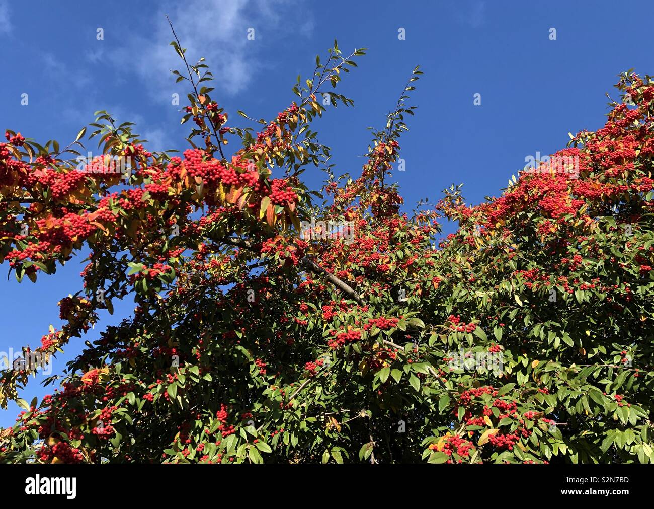 Rowan Bubble - Chick Garden main image 0