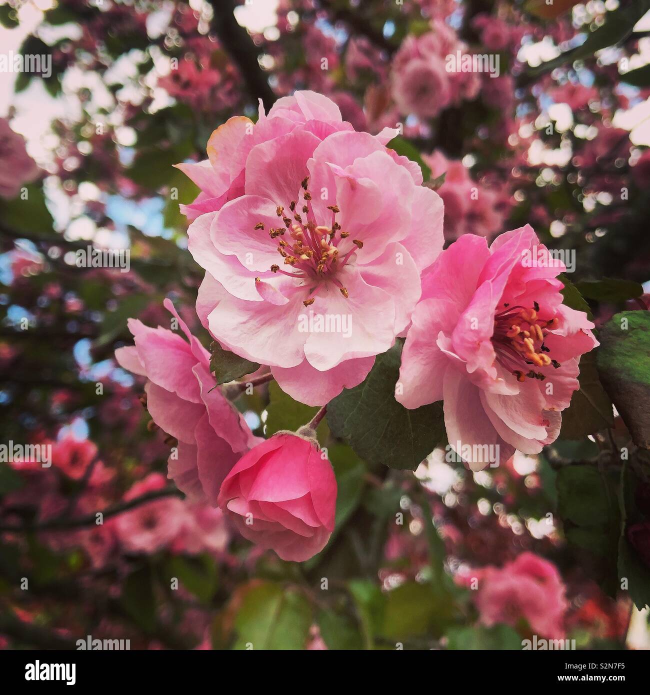 Flowering crabapple tree, Honesdale, Pennsylvania Stock Photo Alamy
