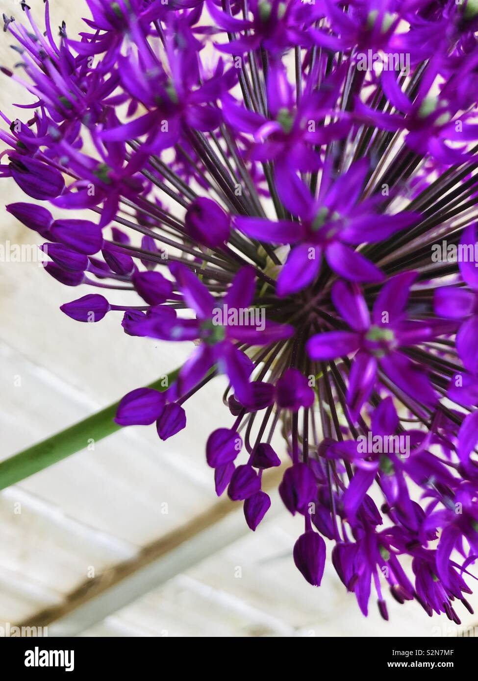 Beautiful agapanthus flower Stock Photo