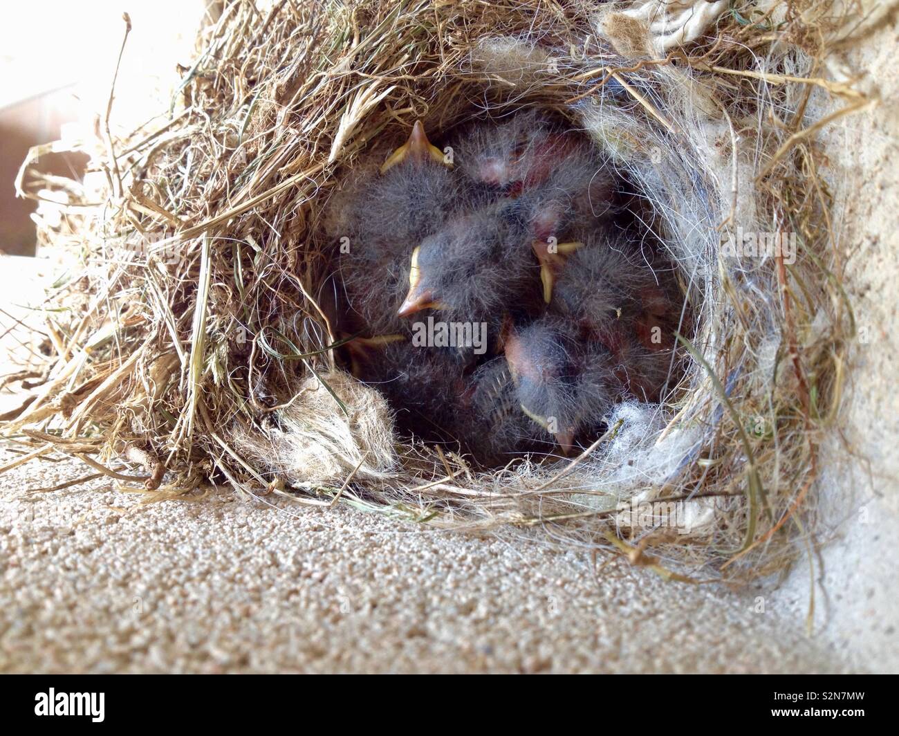 Pied Wagtail (Motacilla Alba) Top view of nest with chicks inside Stock Photo