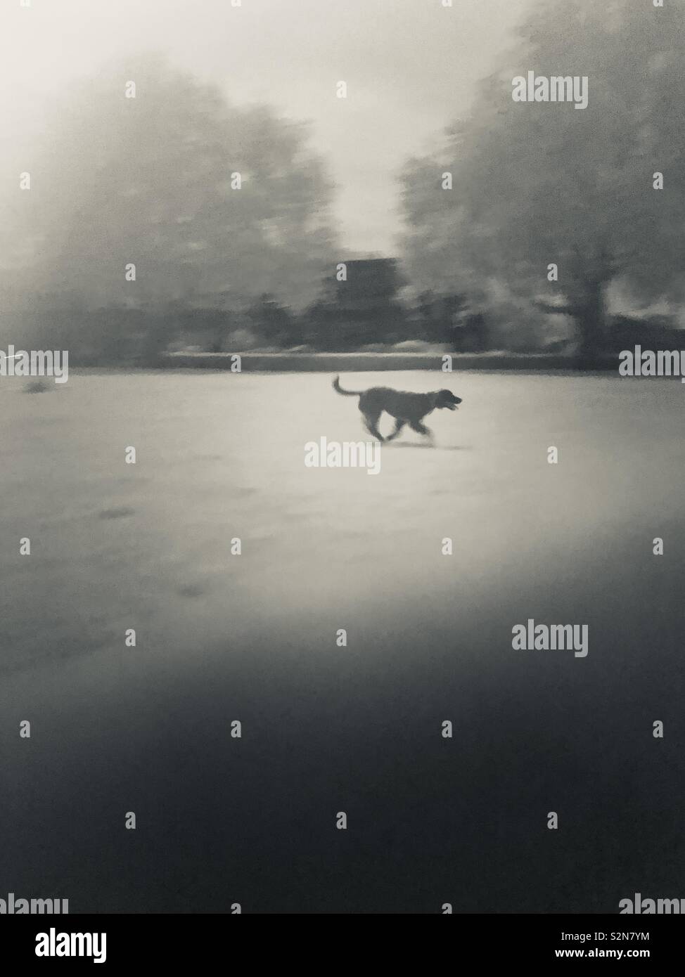 Infrared image of a dog running in the park Stock Photo