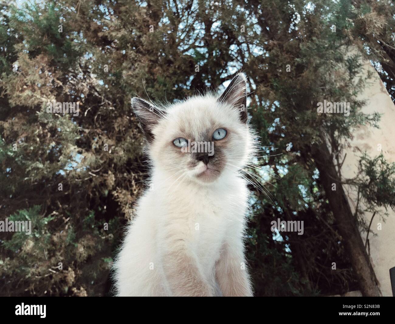 Blue eyed ragdoll cat hi-res stock photography and images - Alamy