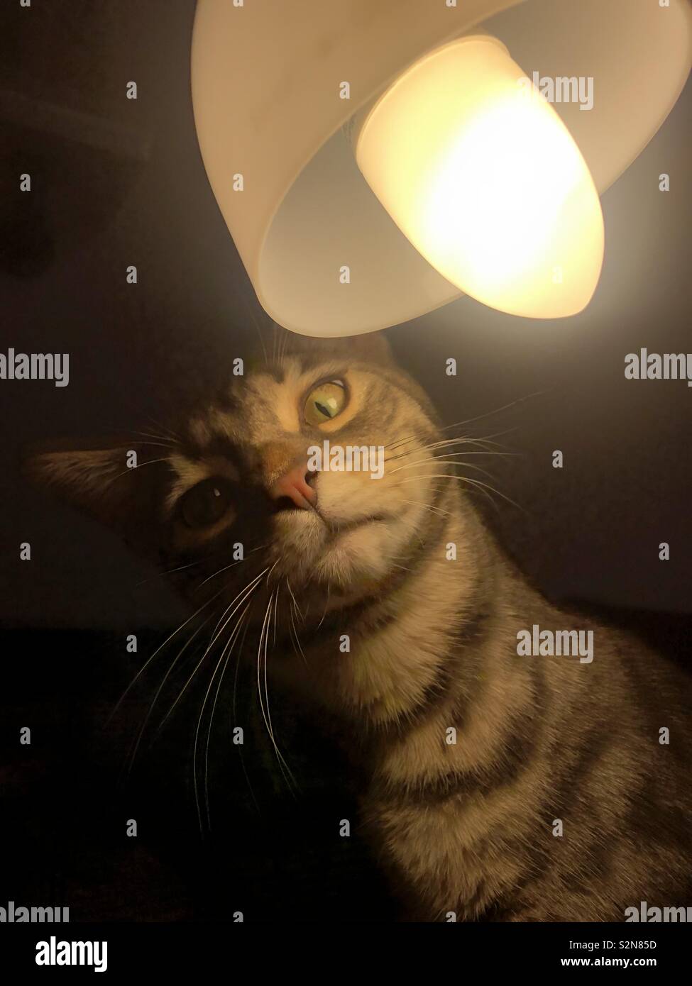 Cat watching you under lamp Stock Photo - Alamy