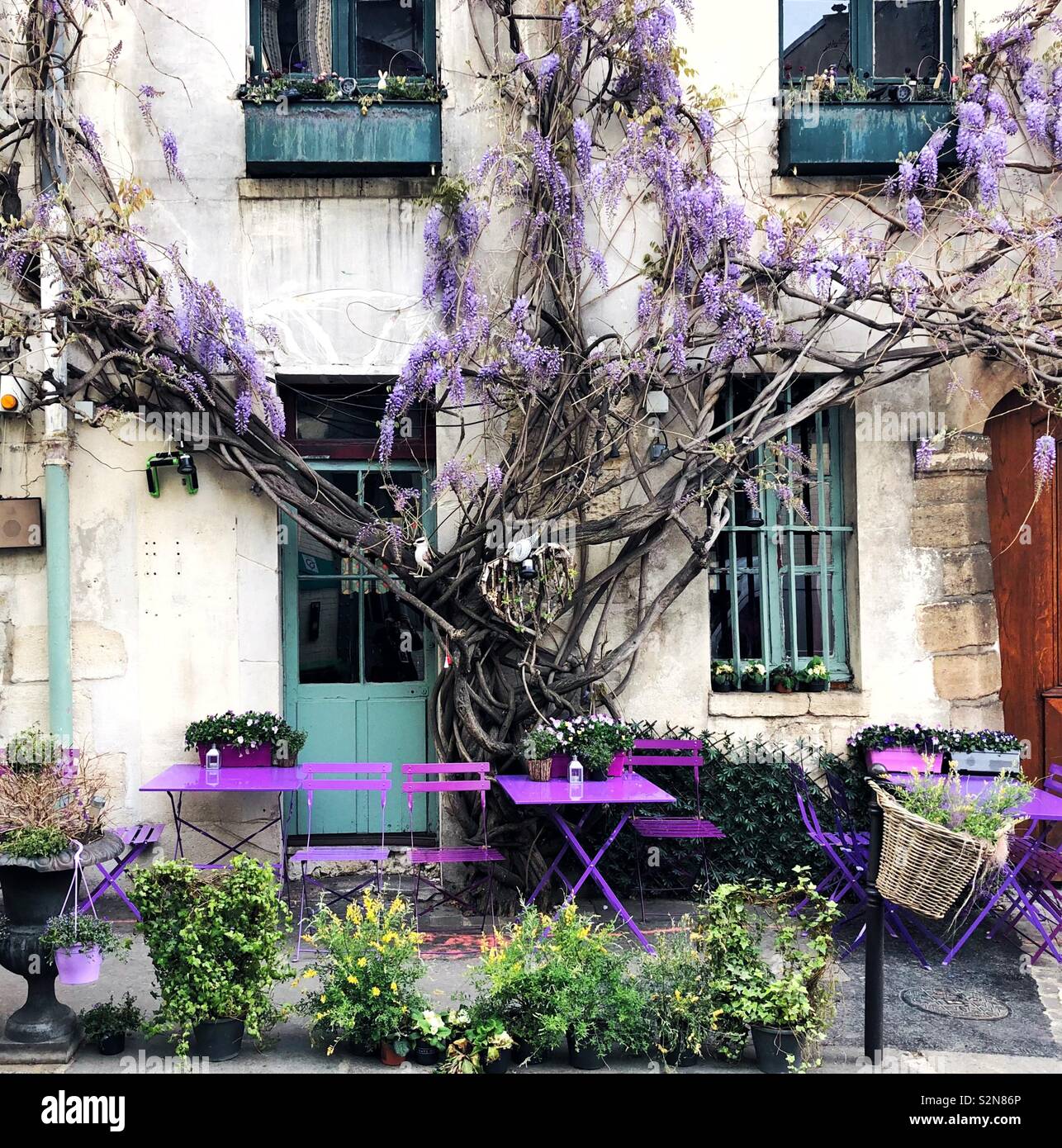 Old twisted wisteria climbs on the wall in Paris Stock Photo - Alamy