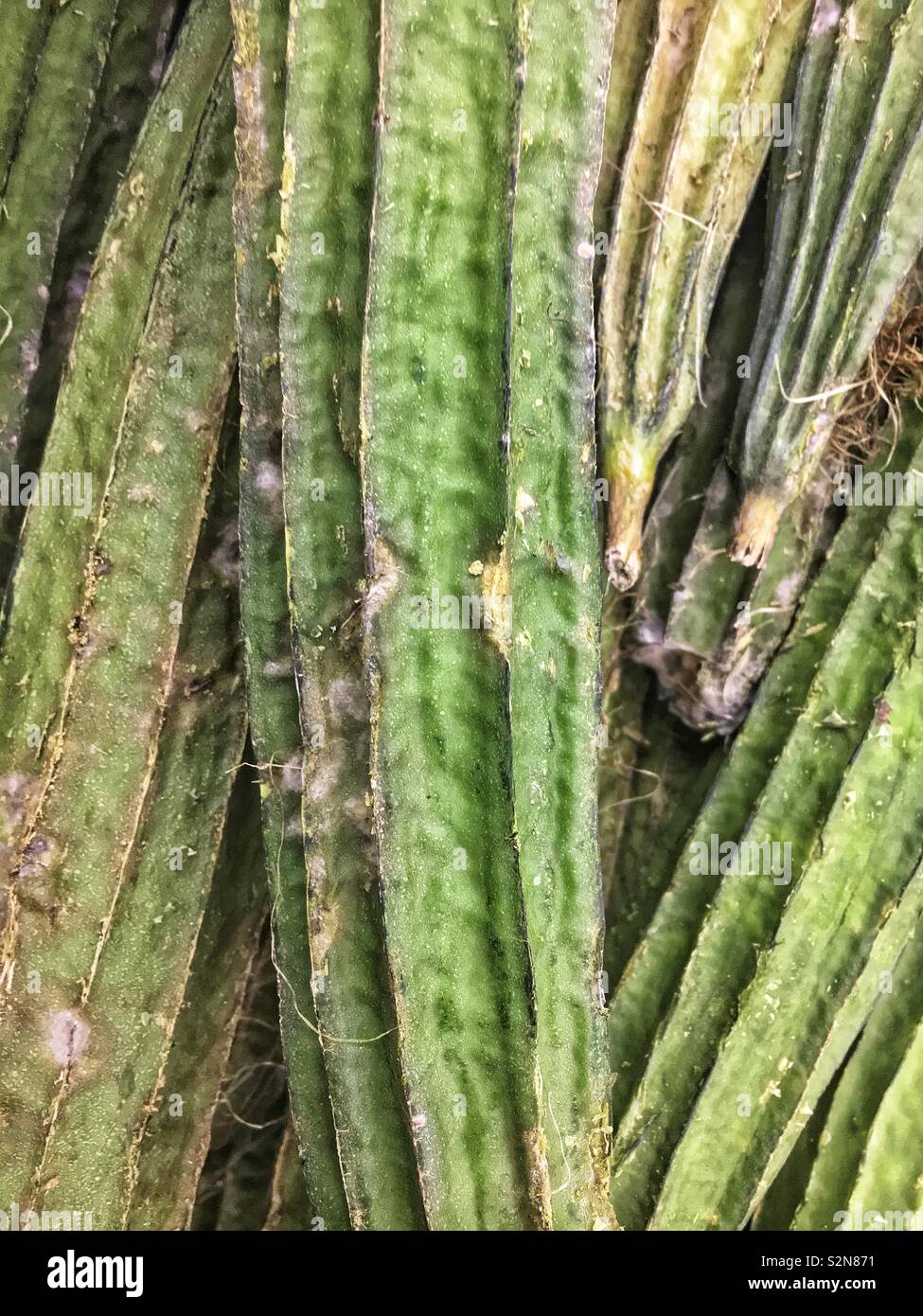 Fresh delicious Chinese okra . Stock Photo