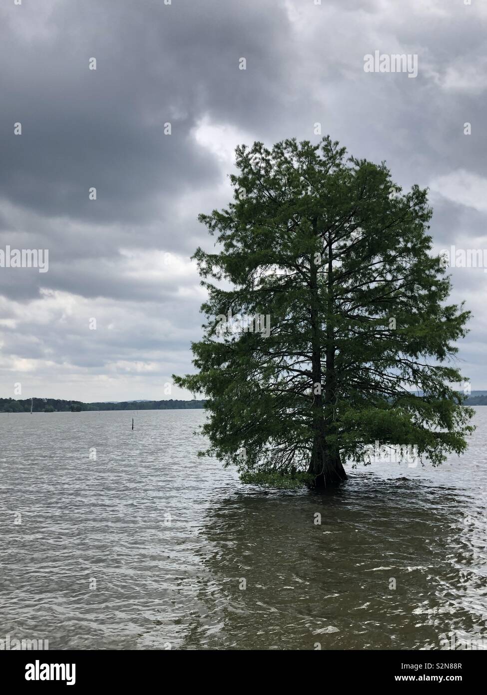 Lone tree in lake Stock Photo