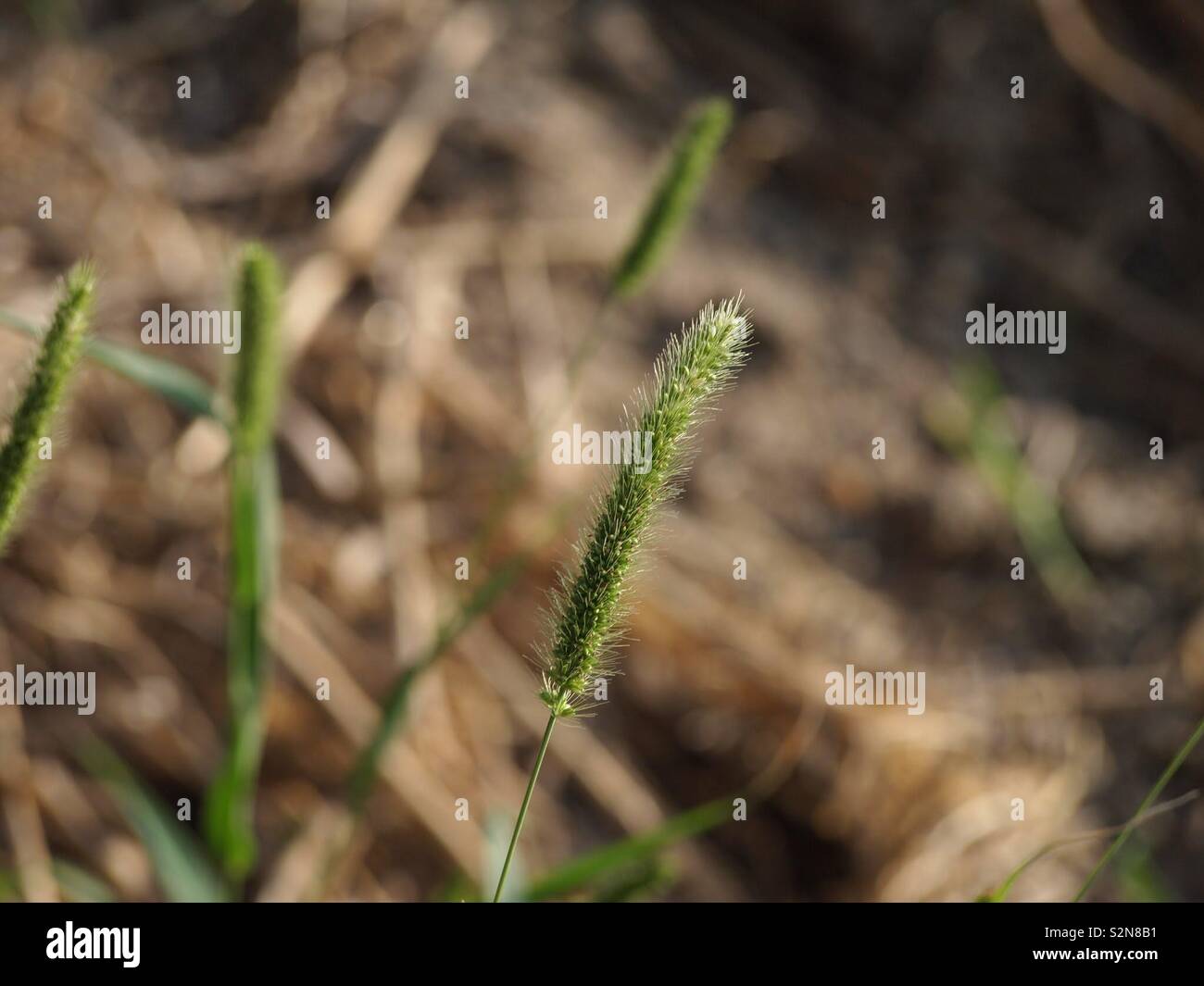 Gras in Nahaufnahme Stock Photo