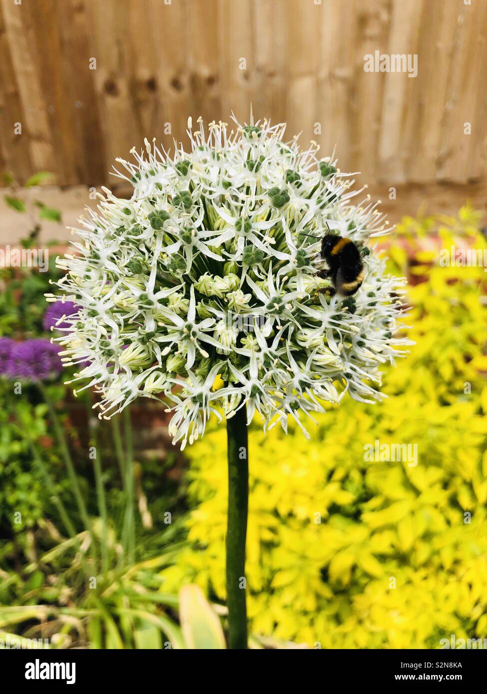 Bee on white agapanthus - Smartphone Captured Stock Image