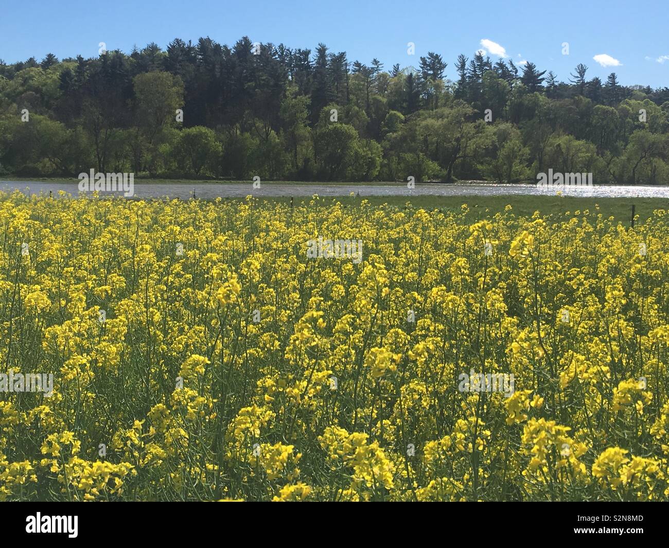 After The Flood- Canola Project at The Biltmore Estate- Overflow from the French Broad River in the background. Easter Weekend Stock Photo