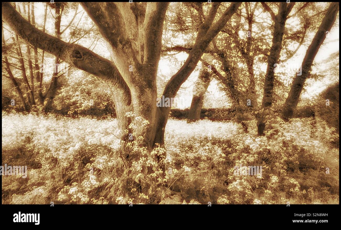 A sepia effect image of a British woodland scene in May. The white flowers surrounding the trees are Cow Parsley (Anthriscus sylvestris). Photo Credit - © COLIN HOSKINS. - Smartphone Captured Stock Image
