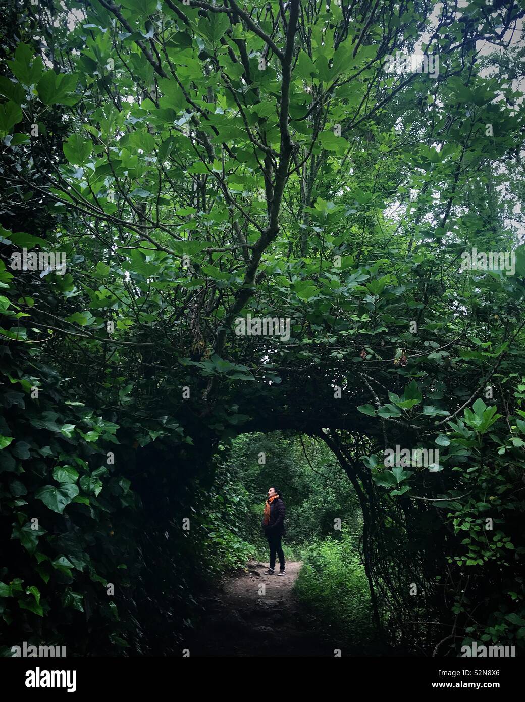 A woman walks in the forest in Sierra de Grazalema, Andalucia, Spain - Smartphone Captured Stock Image