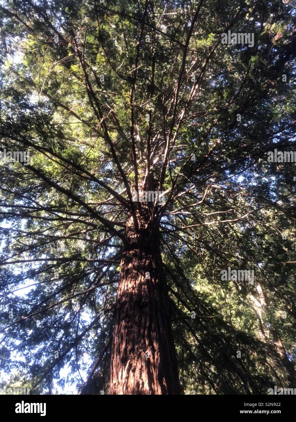 Redwood Tree, Big Sur National Park, California Stock Photo Alamy