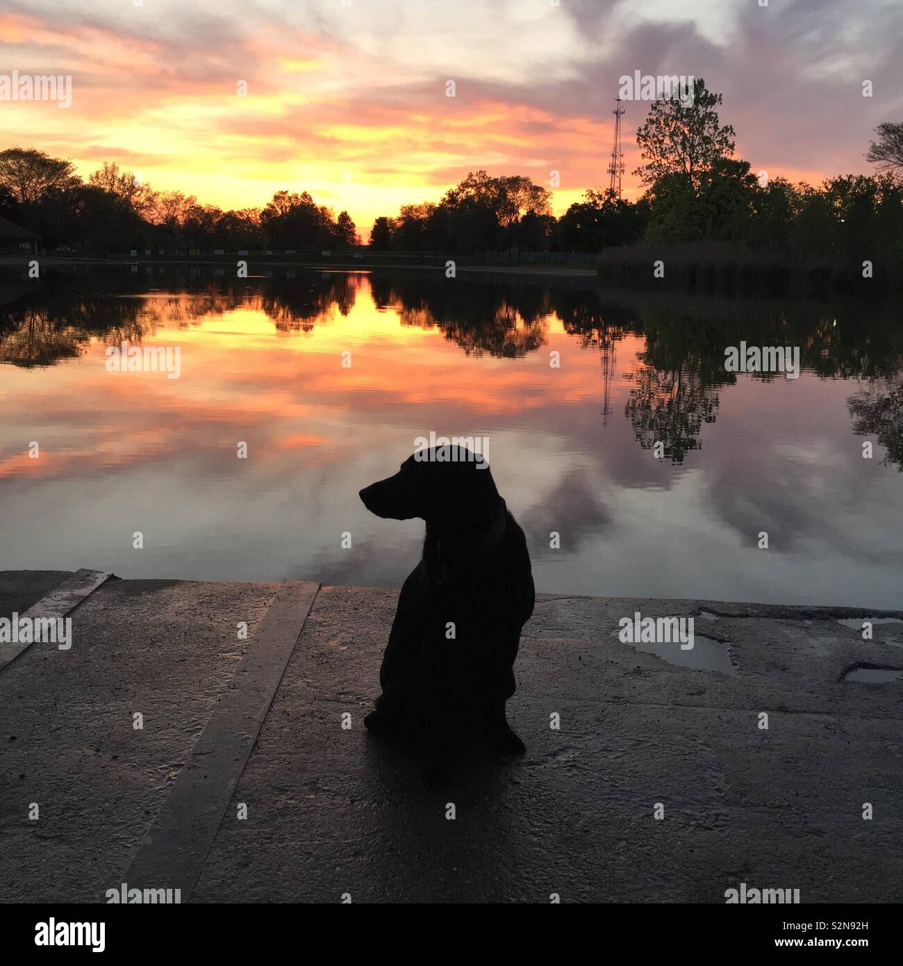 Dog park sunset Stock Photo - Alamy