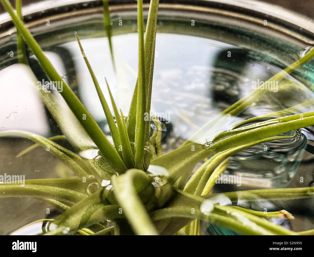 Air Plant Dunk Watering Stock Photo