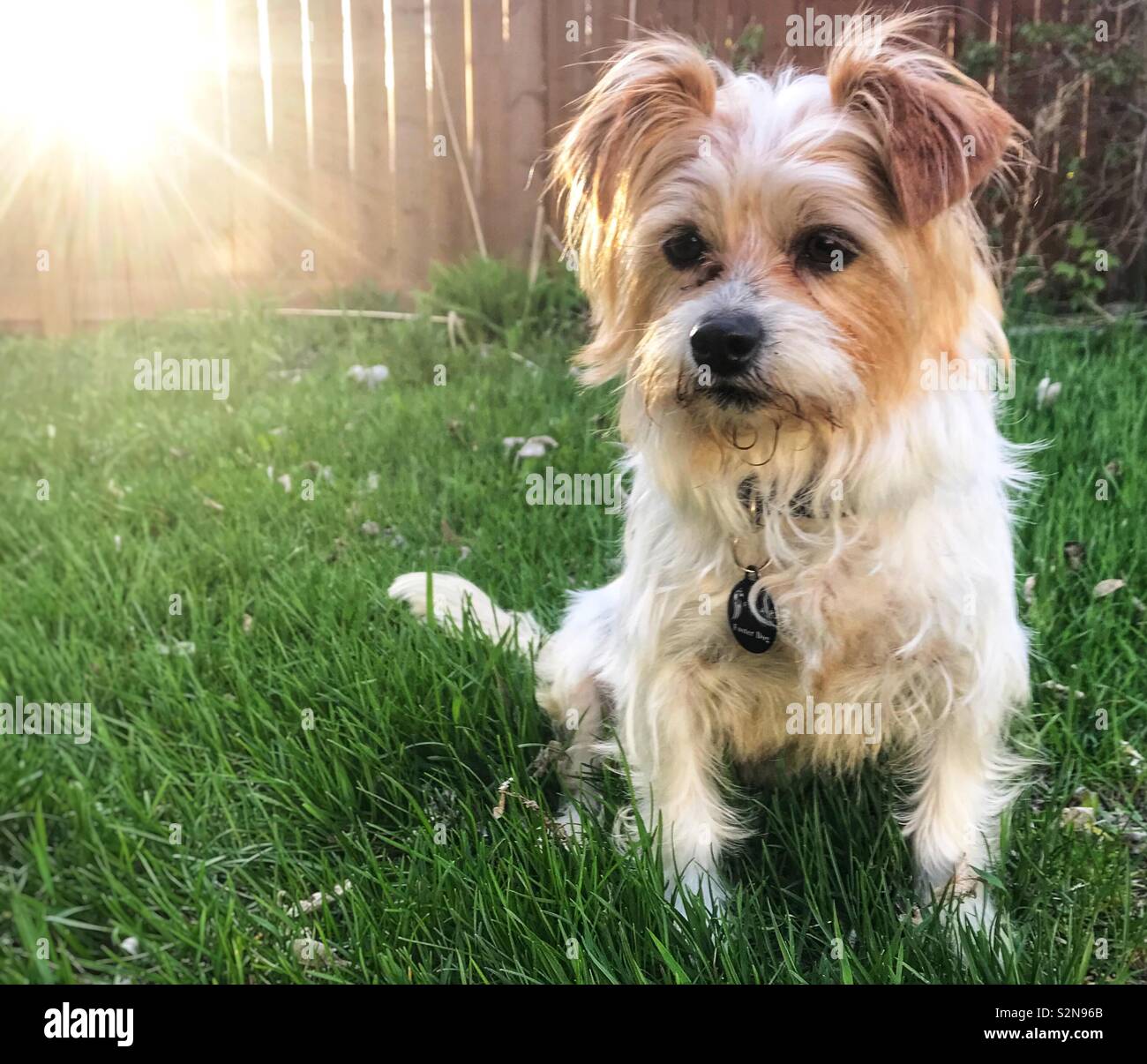 Terrier mix hires stock photography and images Alamy