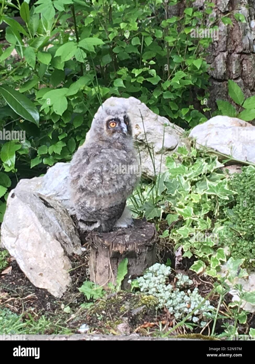 A picture of a baby long eared owl - Smartphone Captured Stock Image