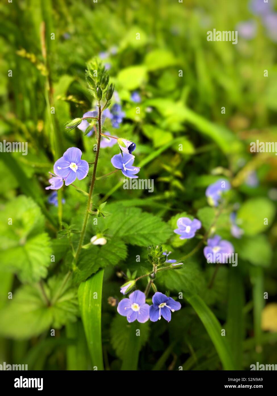 Germander Speedwell, ( Veronica chamaedrys) growing in woodland in South Wales, UK, May. - Smartphone Captured Stock Image