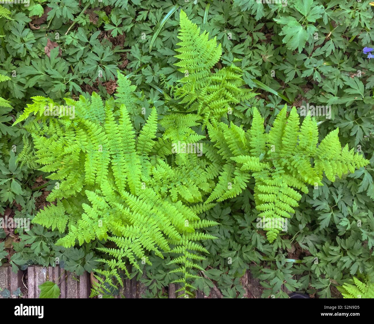 Woodland fern Stock Photo