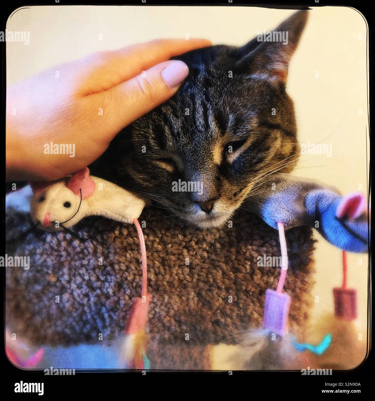 Instant stress relief - Smartphone Captured Stock Image