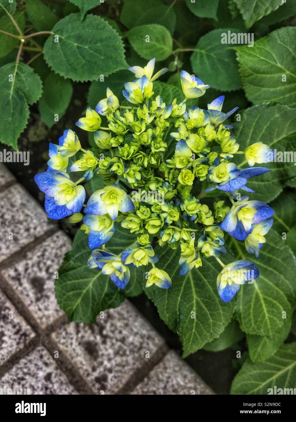 Blue hydrangea before full bloom Stock Photo