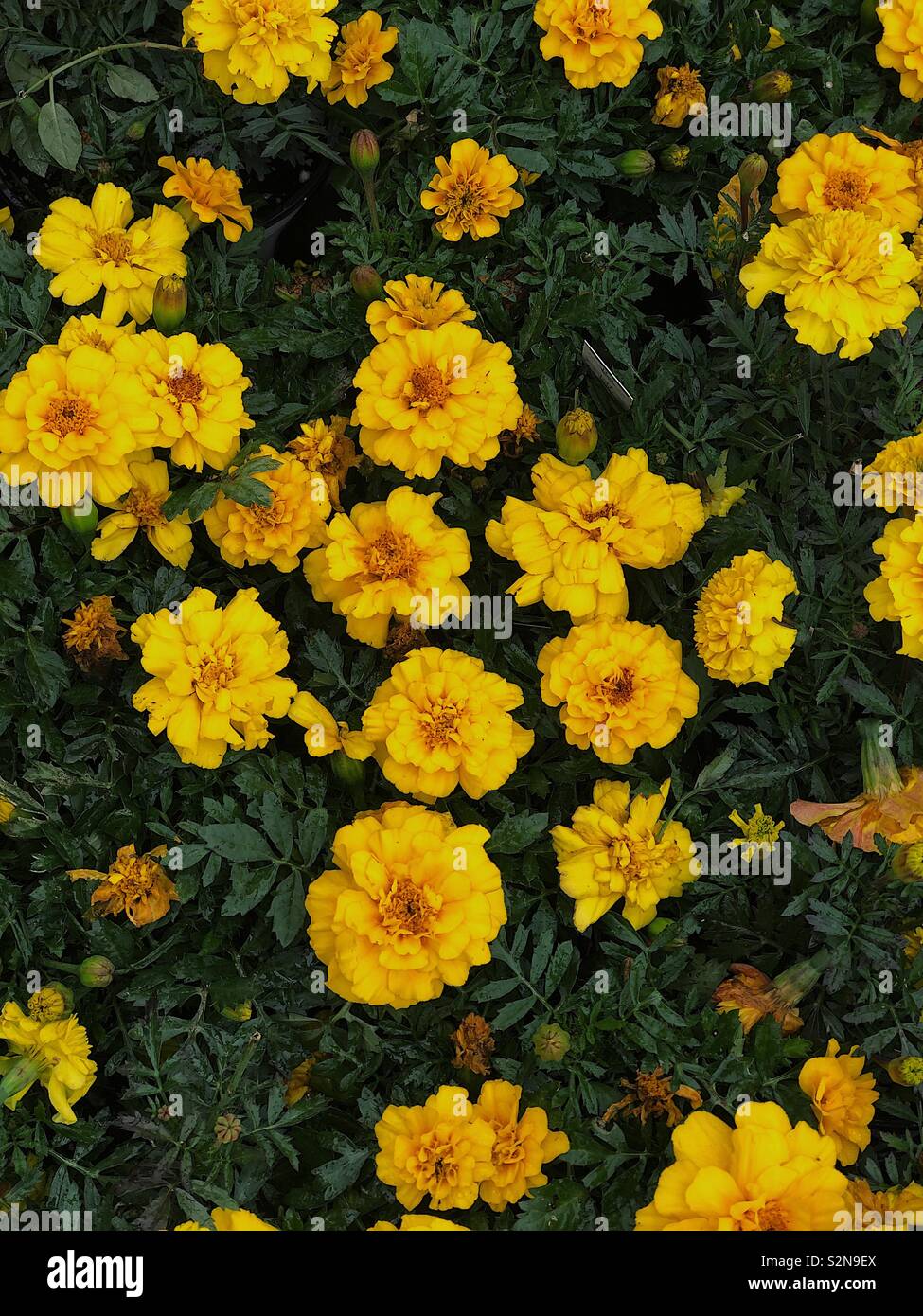 Yellow Marigolds Stock Photo